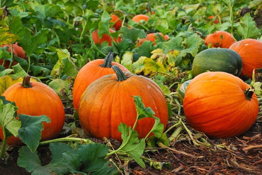 All Things Pumpkin